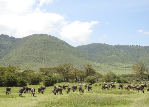 3 DAY TANZANIA LUXURY SAFARI(TARANGIRE & NGORONGORO)